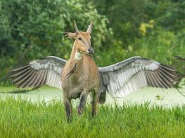 웃기는 야생동물 사진공모전 - Comedy Wildlife Photography Awards  기사 이미지